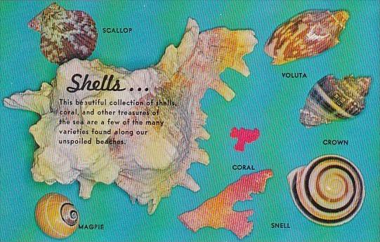 Beautiful Collection Of Shells