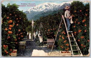 Vtg Picking Oranges Southern California 1910s View Old Postcard