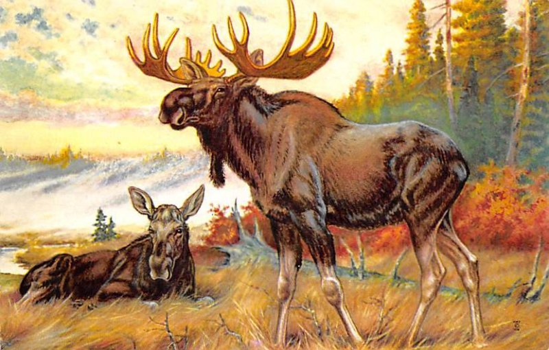 Moose Painted by WJ Wilwerding Moose / Elk Unused 