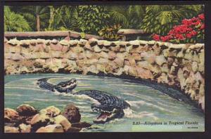 Alligators in Tropical FL Post Card 5199