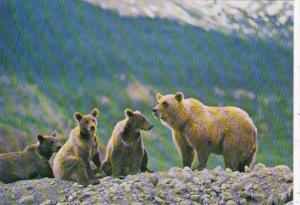 Canada Grizzly Bear