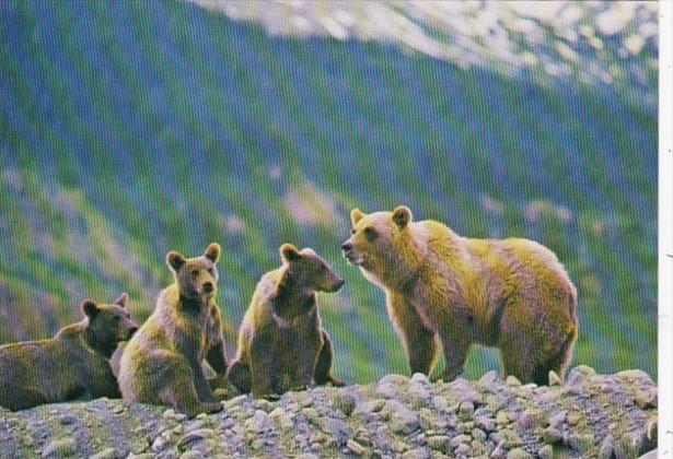 Canada Grizzly Bear