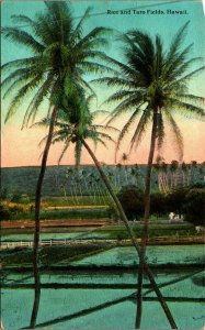 Rice and Taro Fields HI Hawaii Island Curio Company 1910s DB Postcard UNP B4