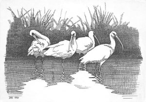  Drawing By David A. Sibley, New Jersey  
