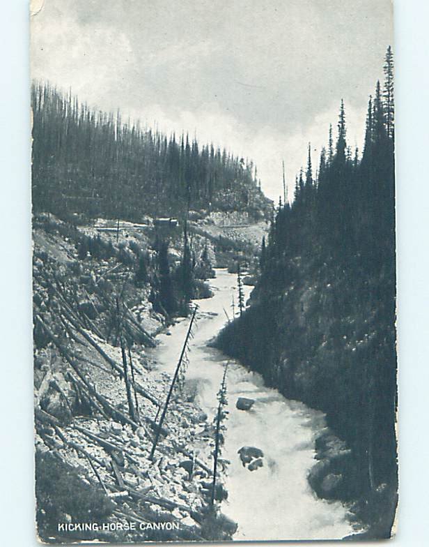 Divided-back NATURE Kicking Horse At Lake Louise - Near Banff Alberta AB AD5428