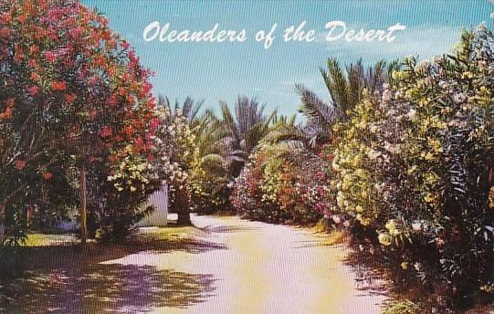 Arizona Phoenix Oleanders Of The Desert 1964