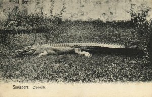 PC CPA SINGAPORE, CROCODILE, Vintage Postcard (b19568)