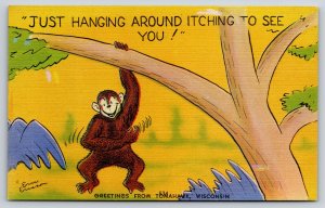 Comic~Monkey Hanging From Tree Just Hanging Around~Vintage Postcard