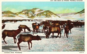 Vintage Postcard 1920's Elk Herd on Winter Feeding Grounds Jackson Hole Wyoming