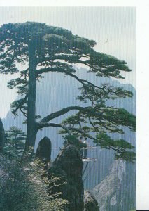 China Postcard - Guest-Welcoming Pine - Huang Shan - Ref TZ3446