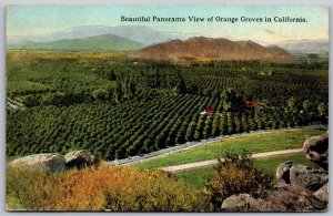 Vtg California CA Panorama View of Orange Groves 1900s Old UDB Postcard