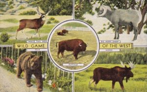 Wild Game Of The West Bear Moose Deer and Big Horn Sheep