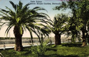 bermuda, Date Palms, Custom House Garden (1931) Postcard