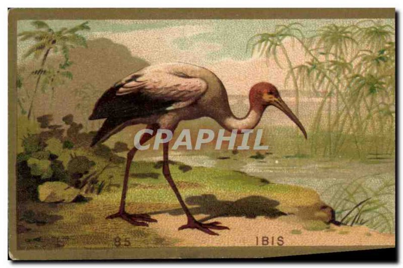 Chromo Ibis bird