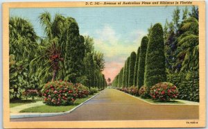 M-99410 Avenue of Australian Pines & Hibiscus in Florida USA