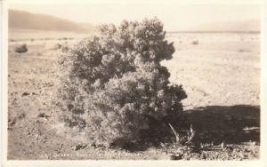 F6834 CA, Death Valley Desert Holly Photo Postcard