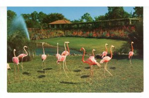 FL - Miami. Parrot Jungle, Flamingos