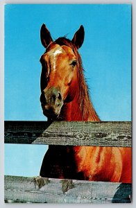 Animal~Kingsville Texas~King Ranch~Assault Horse~Kentucky Derby~1950s Postcard
