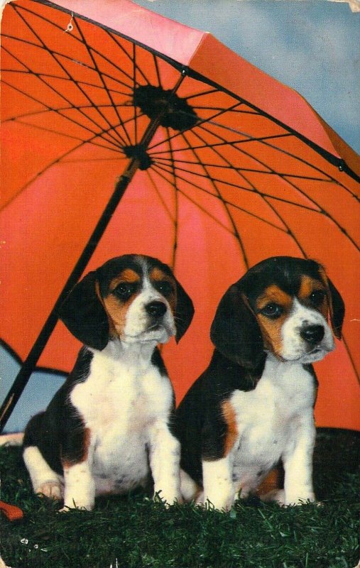 Two Cute Puppies and an Umbrella, Old Postcard