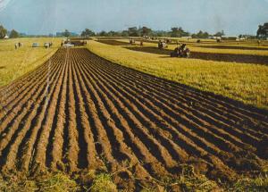 Eaton Bishop Ploughing Worcester Farming Postcard