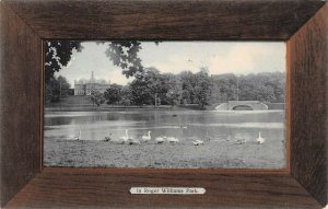 LP46      Providence  Rhode Island Roger Williams Park Swans   Postcard 