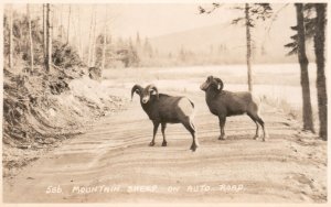 1900's Mountain Sheep on Auto Road Animals RPPC Reel Photo Vintage Postcard