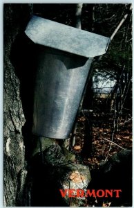 M-29923 Sap Bucket hanging from the maple tree Vermont