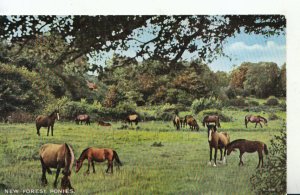 Animals Postcard - New Forest Ponies - Ref 20412A