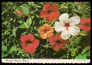 Beautiful Tropical Hibiscus