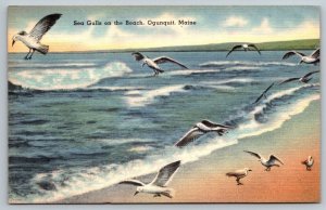 Seagulls on the Beach  Ogunquit  Maine   Postcard  c1945