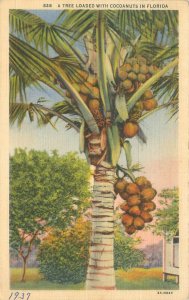 Florida Cocoanut Tree 1937 Linen Postcard Used