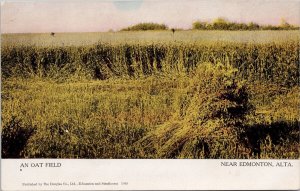 Oat Field near Edmonton Alberta AB Unused Douglas Co Postcard H58