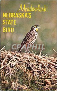 Modern Postcard Meadowlark Nebraska's State Bird