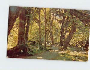 Postcard Hall of Mosses Rain Forest Olympic National Park Washington USA