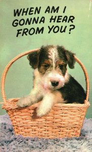 Vintage Postcard When Am I Gonna Hear From You? Puppy Basket Animal Pet Dog