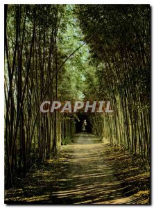 Modern Postcard The Tourist Anduze Cevennes Gard Bamboo Giants