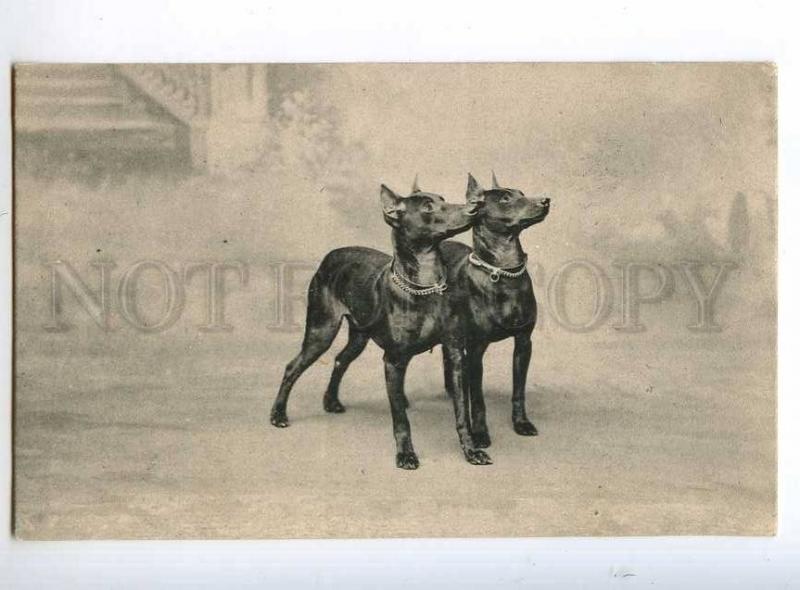 244104 Lovely DOBERMAN PINCHER Dogs Friends Vintage Postcard