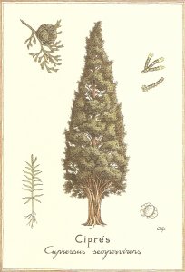 Cepres. Cupressus Sempervivens tree  Nice modern Spanish Postcard, Signed