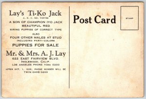 Inglewood California 1930 RPPC Real Photo Postcard Pekingese Dog Lays Ti-Ko Jack