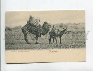 472892 Turkey Smyrne Izmir laden camel and donkey Vintage postcard