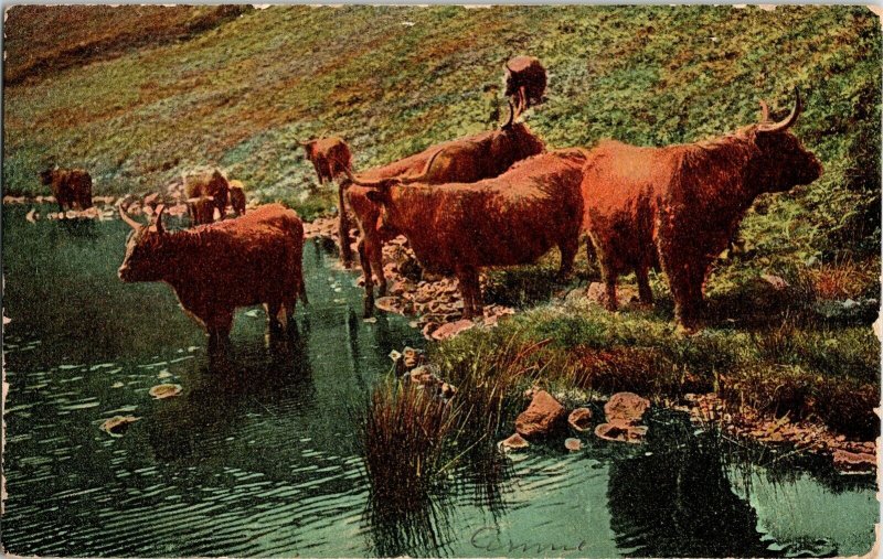 Bulls In Water WOB Postcard Theochrom Serie 862 Vintage Vtg Divided Back Cancel 