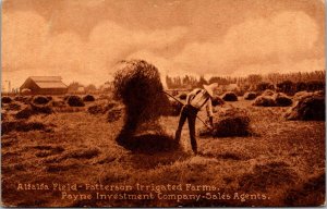 Alfalfa Field, Patterson Irrigated Farms Payne Investment Co Agent Postcard Y53