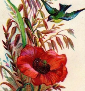 Lot Of 6 1880's Embossed Victorian Cards Beautiful Flowers & Birds 7G