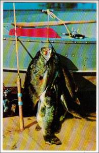 Fishing, Large Mouth Bass, Florida