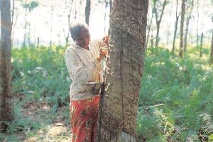 BR99290 woman tapping a rubber tree malaysia types folklore