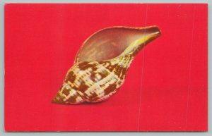 Florida~Fasciolaria Tulipa Seashell~Vintage Postcard