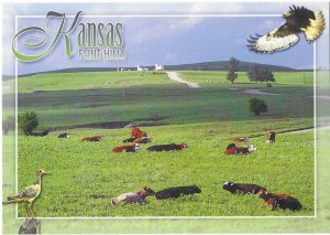 The Flint Hills of Kansas Tall Grass Prairie Land for Cattle Grazing 4 by 6
