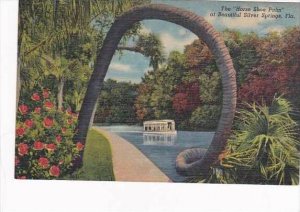 Florida Silver Springs The Horse Shoe Palm