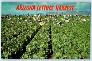 c1950's Arizona Lettuce Harvest Salt River Valley Farming Vintage Postcard