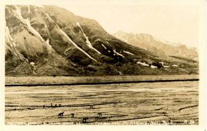 AK - Mt. McKinley National Park (now Denali), Caribou Herd - RPPC